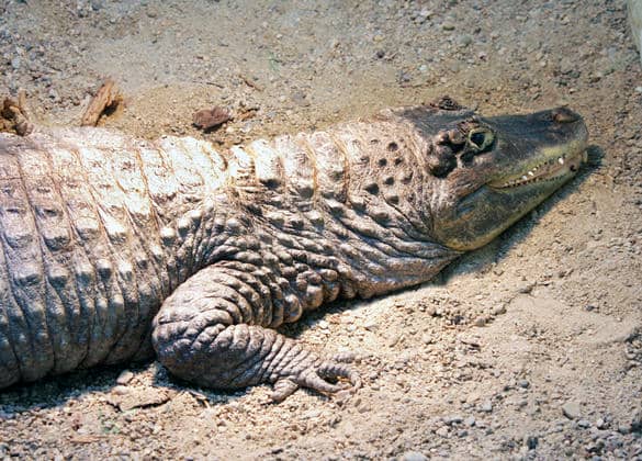 動物図鑑・メガネカイマン